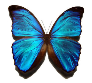 morpho-butterfly